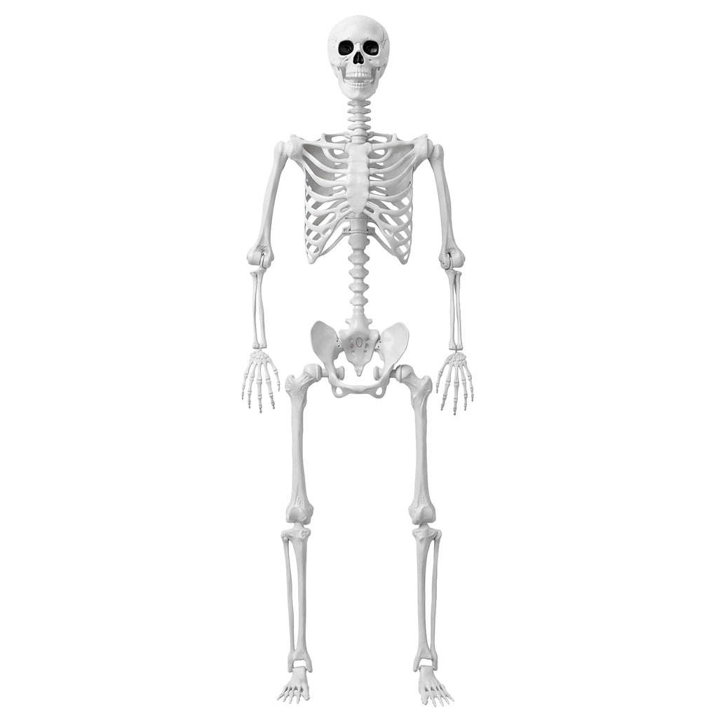 Life Size Human Skeleton with Posable Joint O8215