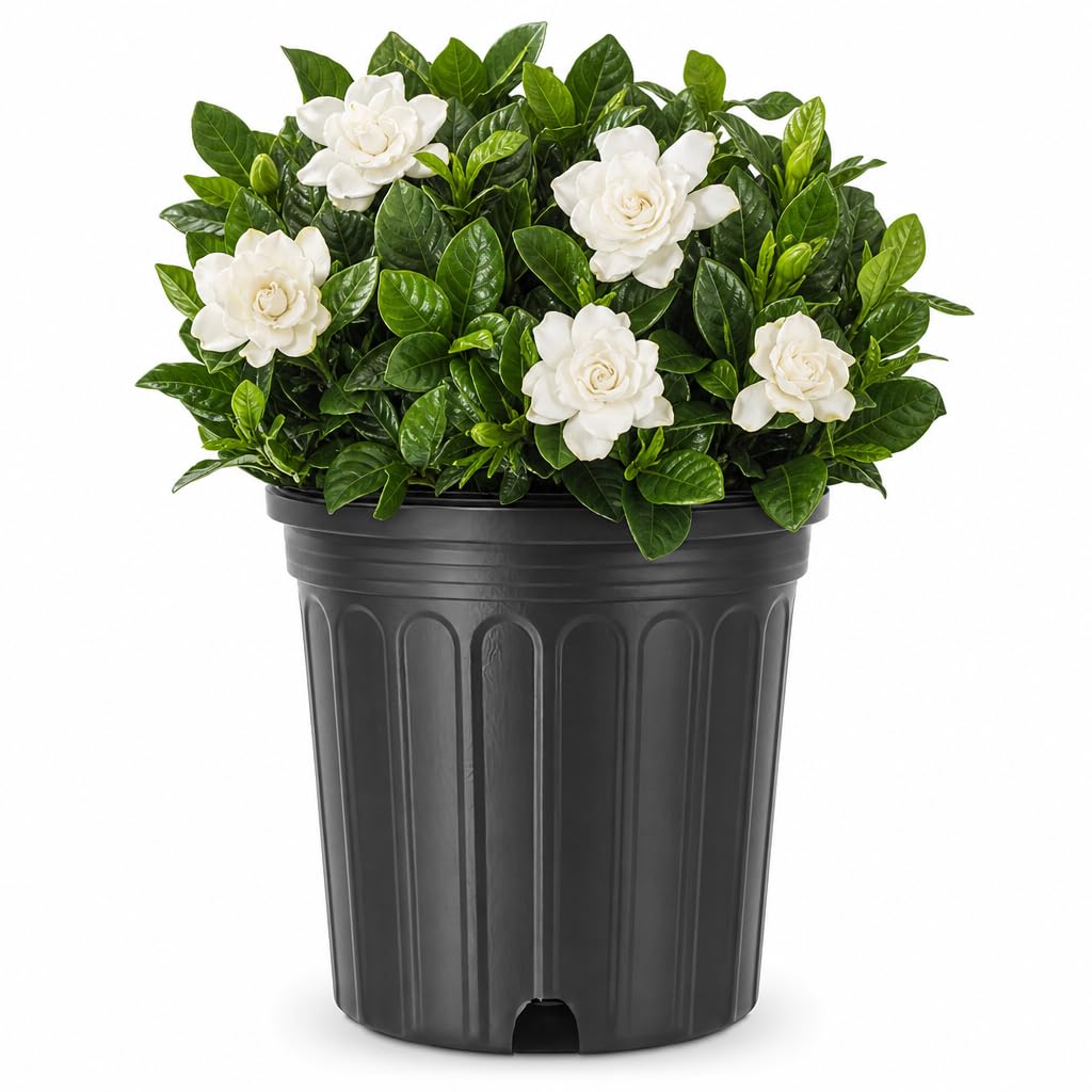 Gardenia Jasminoides 3 Gallon Live Shrub K65925