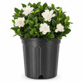 Gardenia Jasminoides 3 Gallon Live Shrub K65925