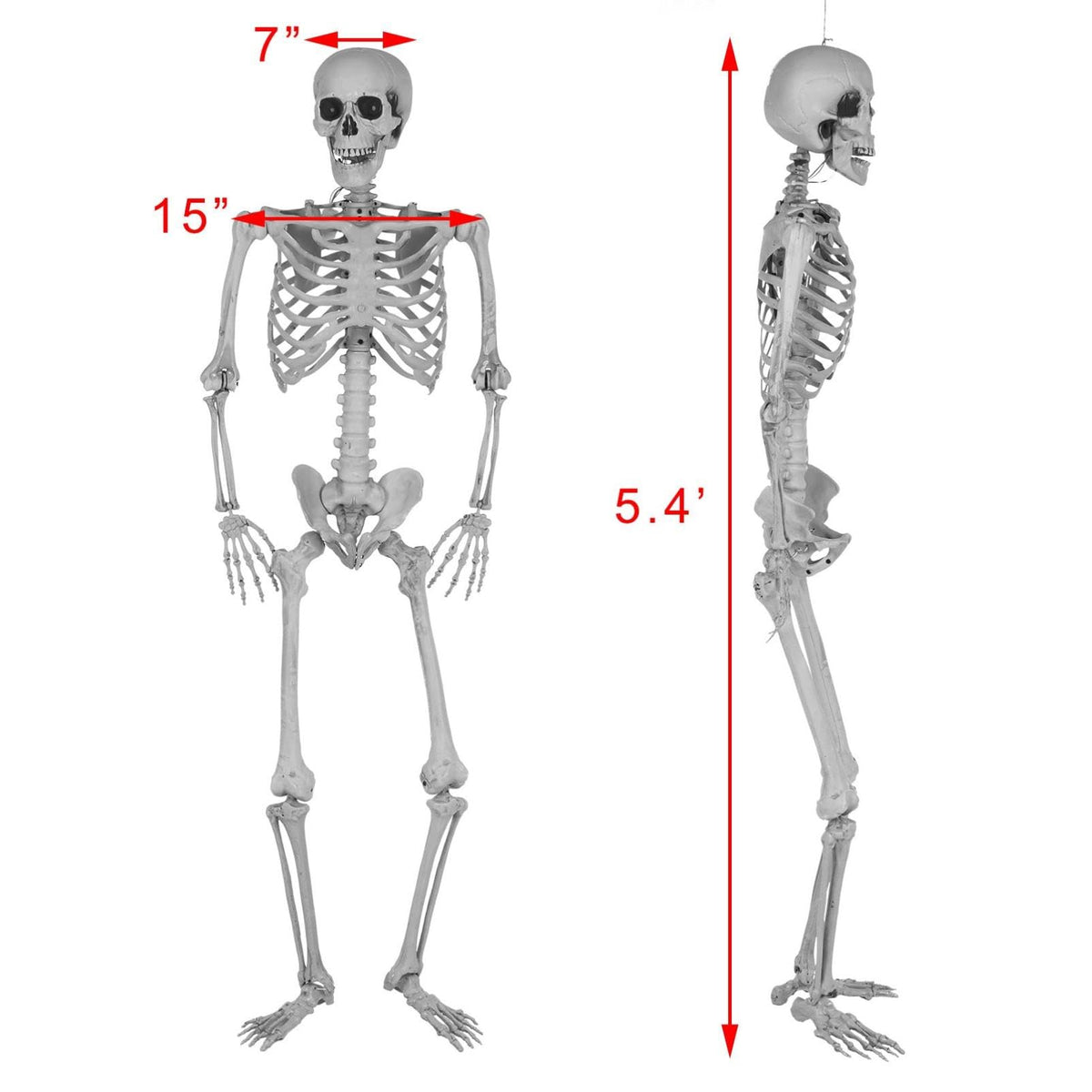 5.4Ft Posable Life Size Full Body Skeleton with Movable Joints R1683