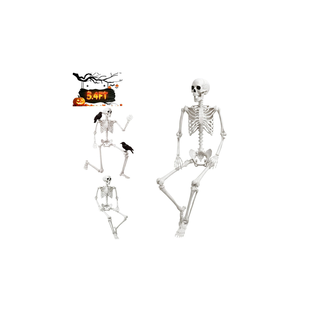 Life Size Human Skeleton with Posable Joint O8215
