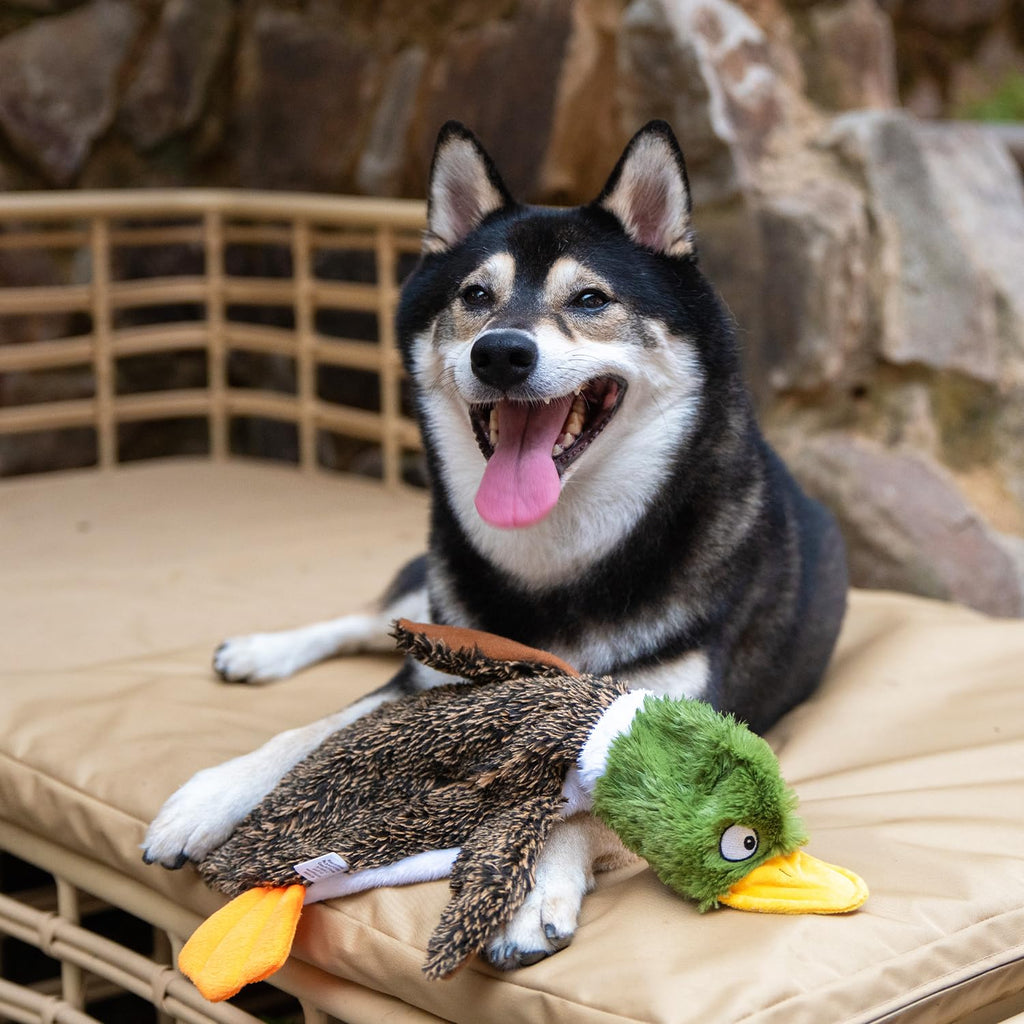 Stuffless Dog Toy Q751