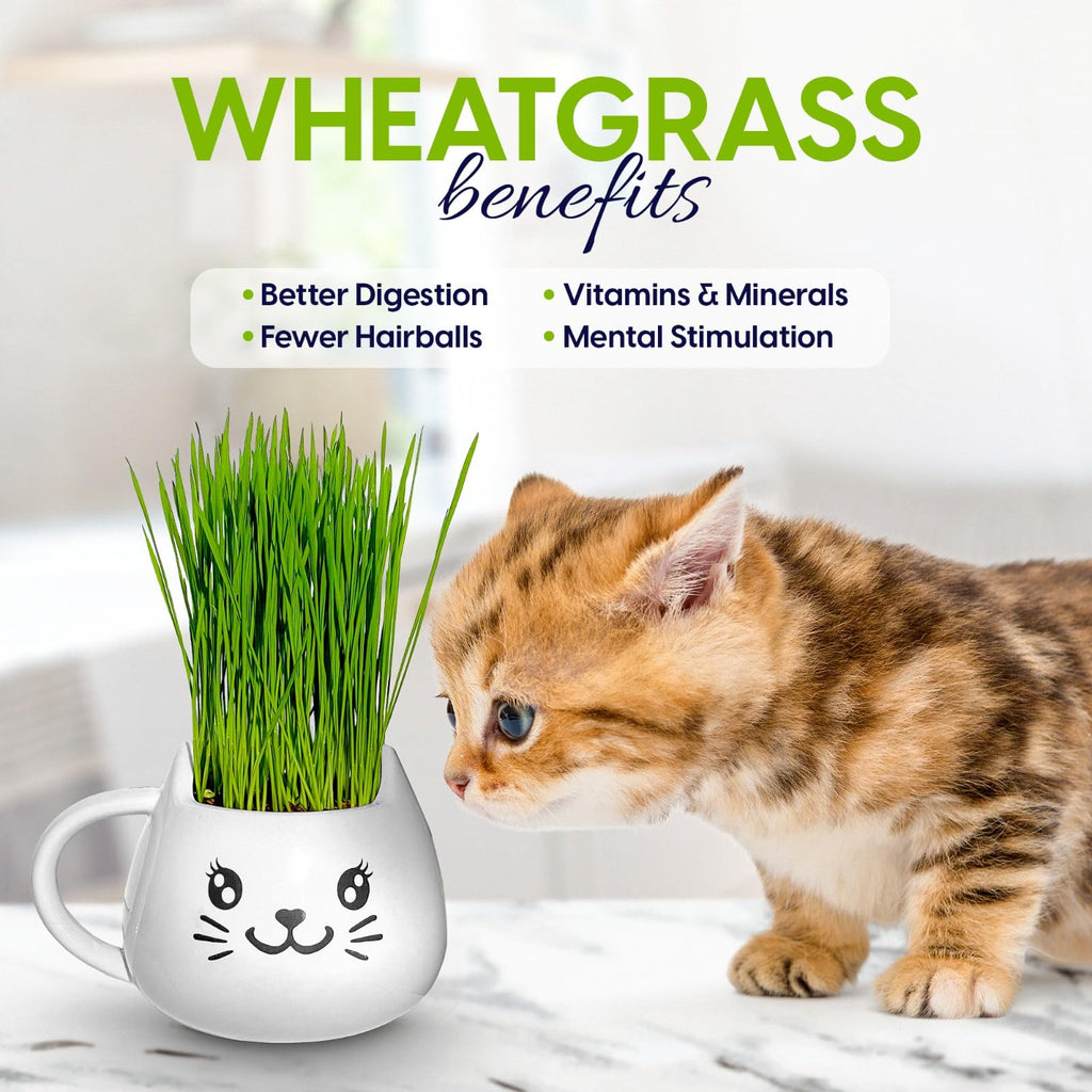 Cat Grass Growing Kit with Seeds, Soil & Ceramic Planter Z6865