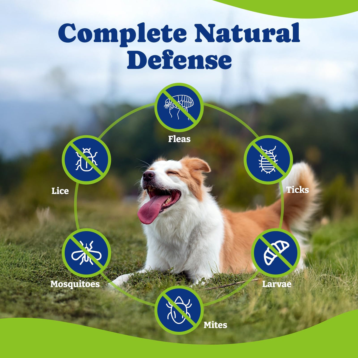 Flea & Tick Prevention for Dogs Chewables M300860