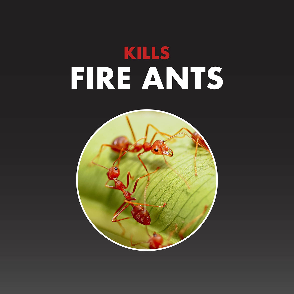 Fire Ant Killer Granules 5 Lb G78726